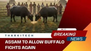 Assam buffaloes at Bhogali Bihu