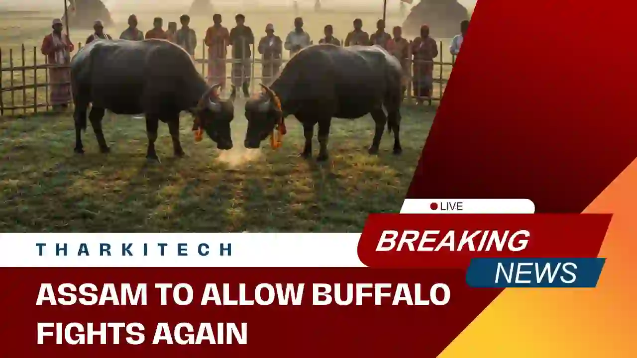 Assam buffaloes at Bhogali Bihu