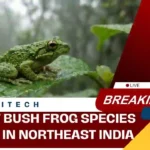 Eight-Year Scientific Study Uncovers 13 New Bush Frog Species in Northeast India