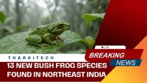 A newly discovered tiny bush frog sitting on a leaf in a Northeast India forest during a scientific field study.