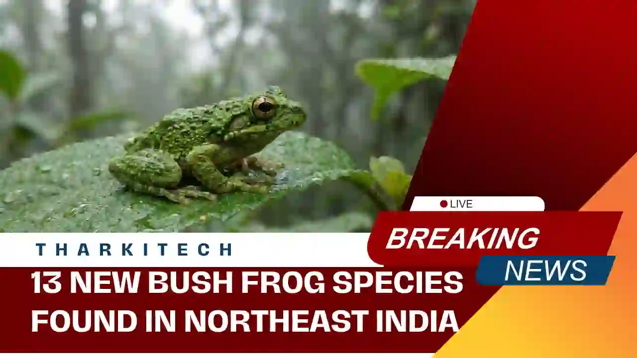 A newly discovered tiny bush frog sitting on a leaf in a Northeast India forest during a scientific field study.